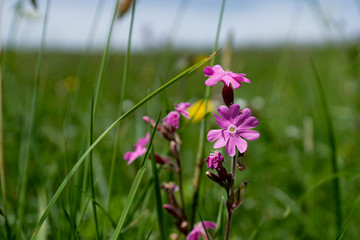 Silene dioica

