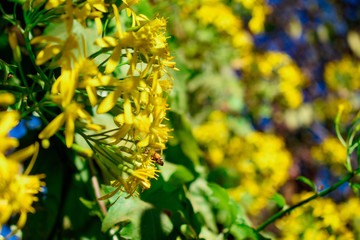 Abeja recolectando Polen