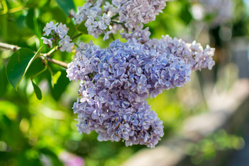 Obraz premium lilac flowers on the tree