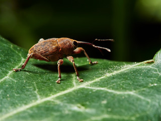 macro of a bug