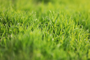 Beautiful green grass outdoors on spring day, closeup view