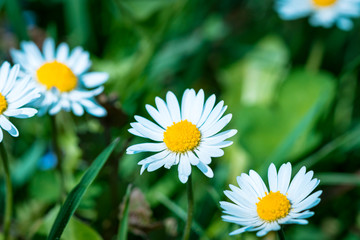 Fototapeta premium Daisies in the green lawn
