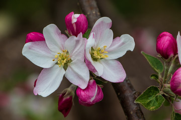 Closeup of beautiful bright pink and white apple blossoms