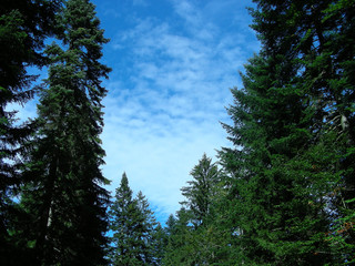 Pine tree forest
