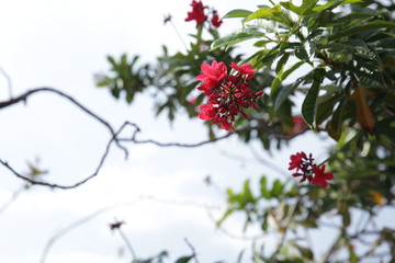 red flowers on a branch in soft blur blue background. Pattern, ornament, background with copy space