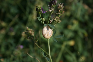Un escargot sur une tige