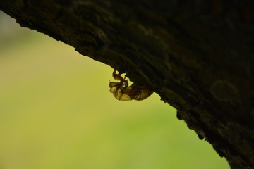Fototapeta premium Insectos