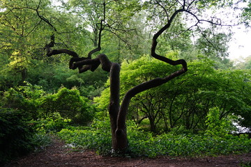 Arbol torcido 