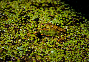 Frog in its natural habitat