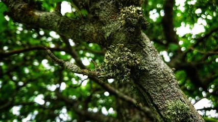 Obraz premium Strange outgrowths on a tree on the forest
