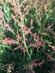Obraz premium buds of pretty pink wild flowers