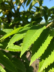 thin green leaves 