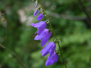 Campanule fausse raipopnce