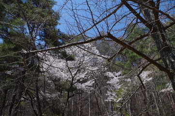 旧中山道和田峠の水戸浪人塚
