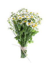 Beautiful fresh chamomile bouquet isolated on white