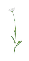 Beautiful fresh chamomile flower isolated on white