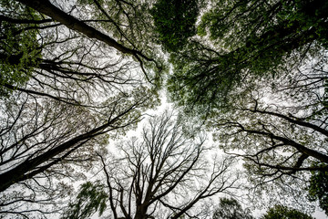 Winde angle looking straight up of ancient English deciduous woodland canopy in spring.