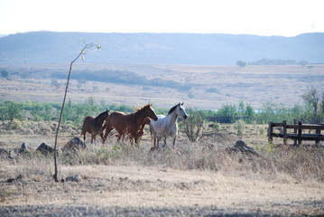 horses in the field