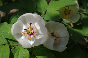 ヤマシャクヤク(山芍薬)