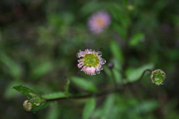 Fleur rose et gouttes d'eau