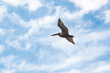 Brown Pelican flying overhead on Jeckle Island in Georgia.