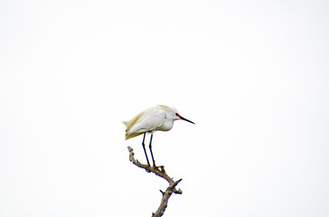 Cattle Egret sitting on tree limb above a pond on Jeckle Island Georgia.