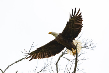 American Bald Eagle flying off top of pine tree at wildlife refuge in Rome Georgia.