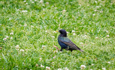 Starling walking in the grass at park in Georgia.