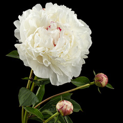 White flower of peony, isolated on black background