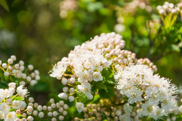 Buds and white flowers of a decorative spirea shrub. Macro photo. Flowers for a wedding bouquet or decor. Spring flowering of spirea shrubs, gardening.