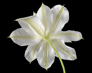 Fototapeta na wymiar White flower of clematis, isolated on black background