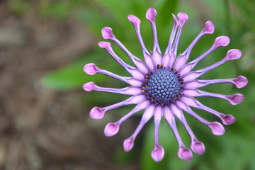 Fototapeta premium Spider Pink flower