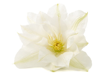 Fototapeta na wymiar White flower of clematis, isolated on white background