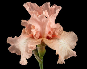 Fototapeta na wymiar Pink flower of iris, isolated on black background