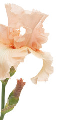Fototapeta na wymiar Pink flower of iris, isolated on white background