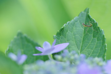 カマキリの赤ちゃんと紫陽花3