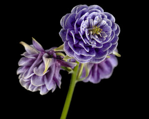 Violet flower of aquilegia, blossom of catchment closeup, isolated on black background