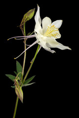White flower of aquilegia, blossom of catchment closeup, isolated on black background