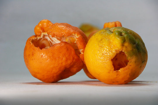 Mexerica Bilder Durchsuchen 280 Archivfotos, und