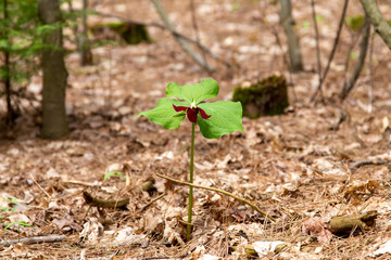 A Red Trillium wildflower on the ground