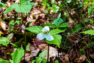 white and yellow flowers
