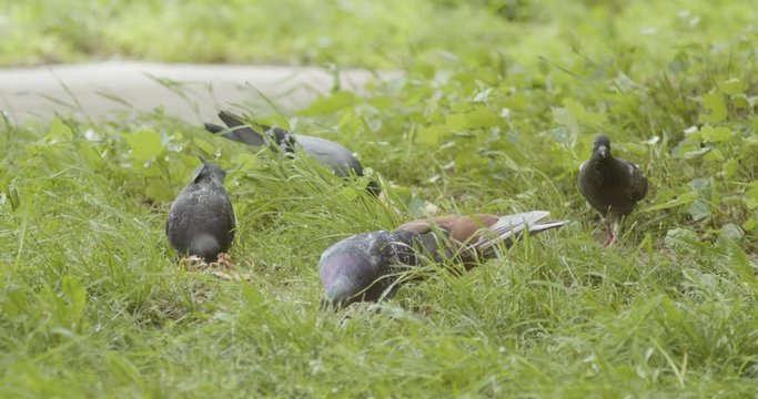 Flock of pigeons scavengers feeding with carcass  on the grass, slow motion, close up shot.