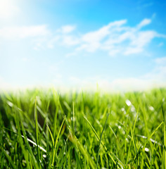 Green grass and blue sky on sunny day, closeup