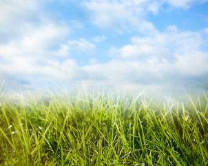Green grass and blue sky on sunny day