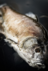 Death Fish