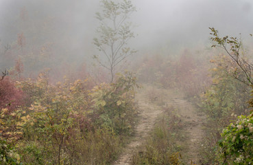 Obraz na płótnie Canvas Fog creates an eerie feeling in the forest.