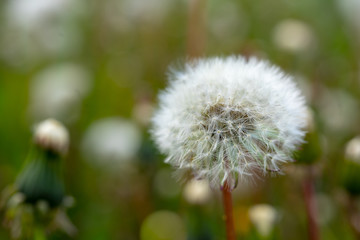 Close up of white dandelion. Blooming blowball in macro on blurry green background. Concept of nature background.