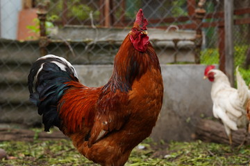 Close up of adult rooster in paddock. Portrait of stately cock outdoor.