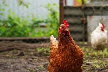 Chicken standing on a rural garden in the countryside. Close up of a chicken standing on a backyard shed with chicken coop. Free range birds