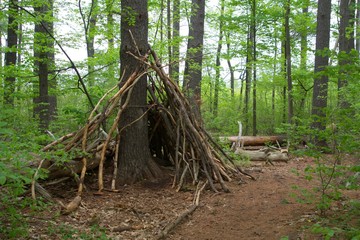 A green forest on a spring day